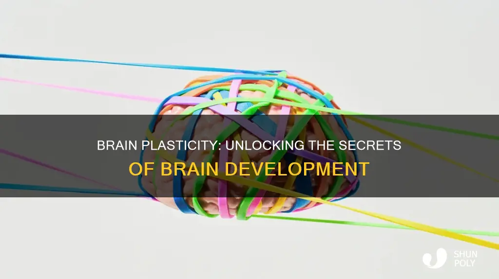 what is plasticity in brain development