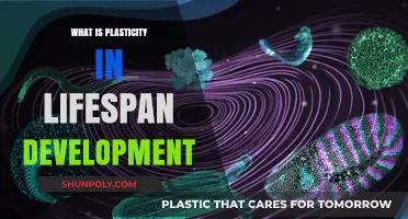 The Lifespan Development Plasticity: Understanding Brain's Flexibility