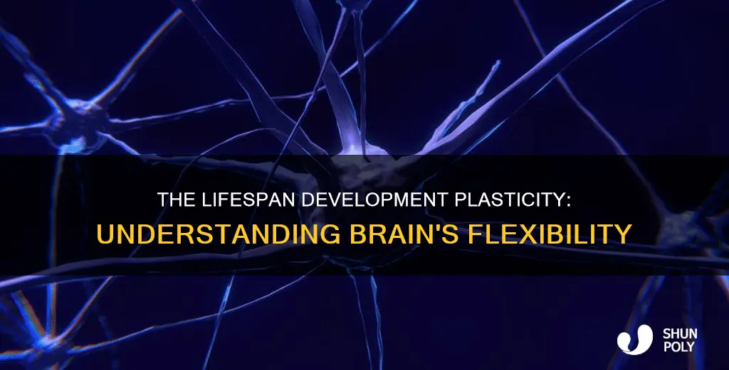 what is plasticity in lifespan development