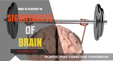 Brain Plasticity: Understanding the Brain's Flexibility