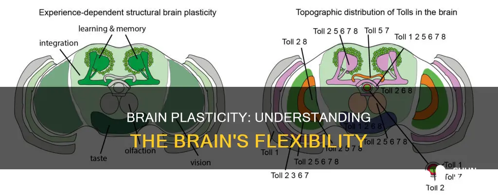 what is plasticity in significance of brain