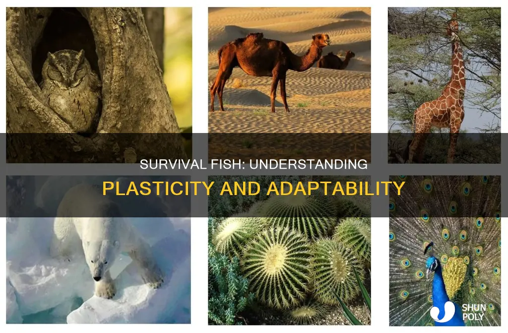 what is plasticity in survival fish