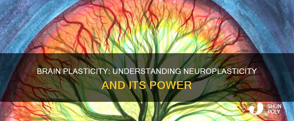 what is plasticity in the brain