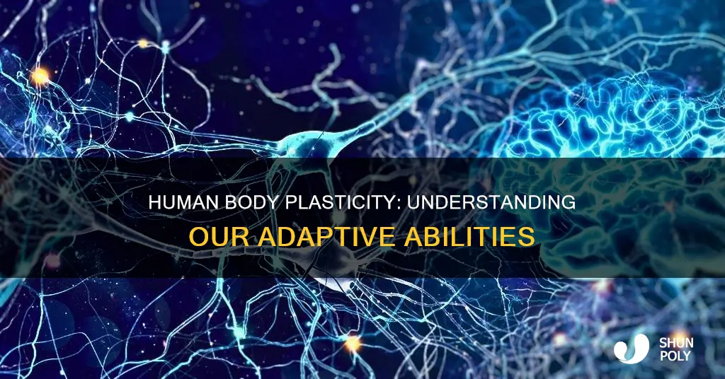 what is plasticity in the buman bodyh