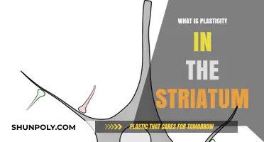 Striatum Plasticity: Understanding Brain's Reward and Habit Center