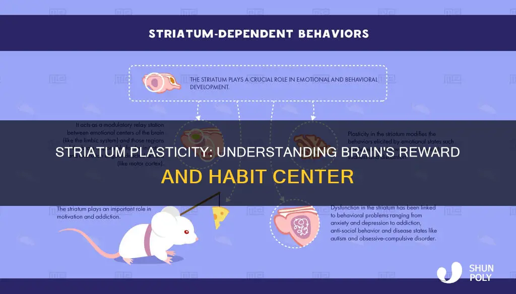 what is plasticity in the striatum