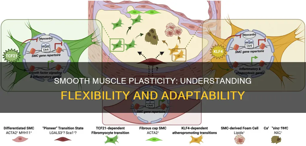 what is plasticity of smooth muscle