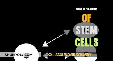 Stem Cell Plasticity: Understanding the Transformation