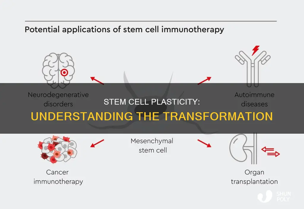 what is plasticity of stem cells