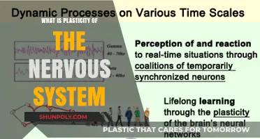 Unlocking the Brain's Power: Neural Plasticity Explained