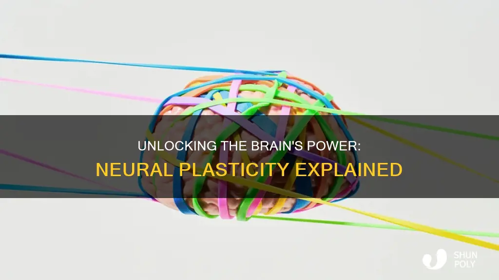what is plasticity of the nervous system