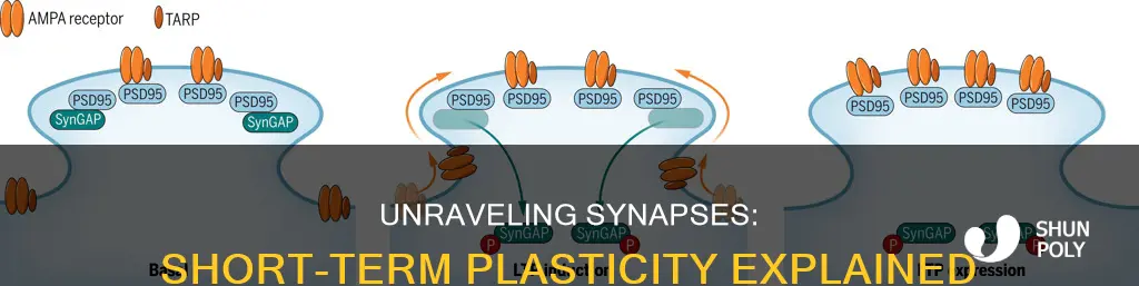 what is short term synaptic plasticity
