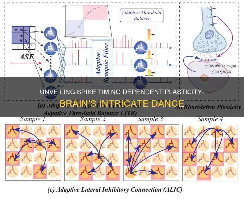 what is spike timing dependent plasticity