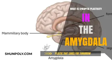 Unraveling Synaptic Plasticity in the Amygdala