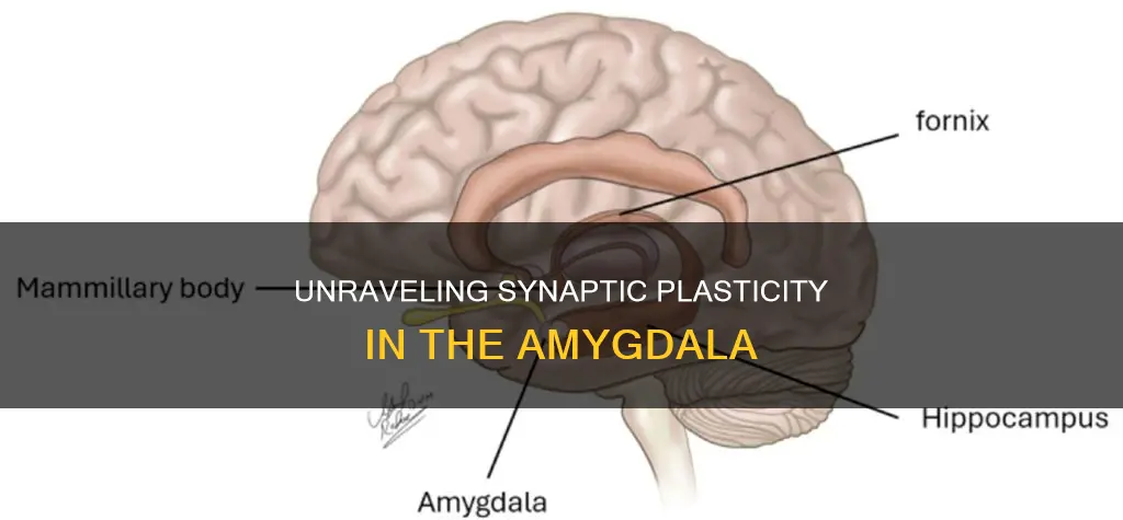 what is synaptic plasticity in the amygdala
