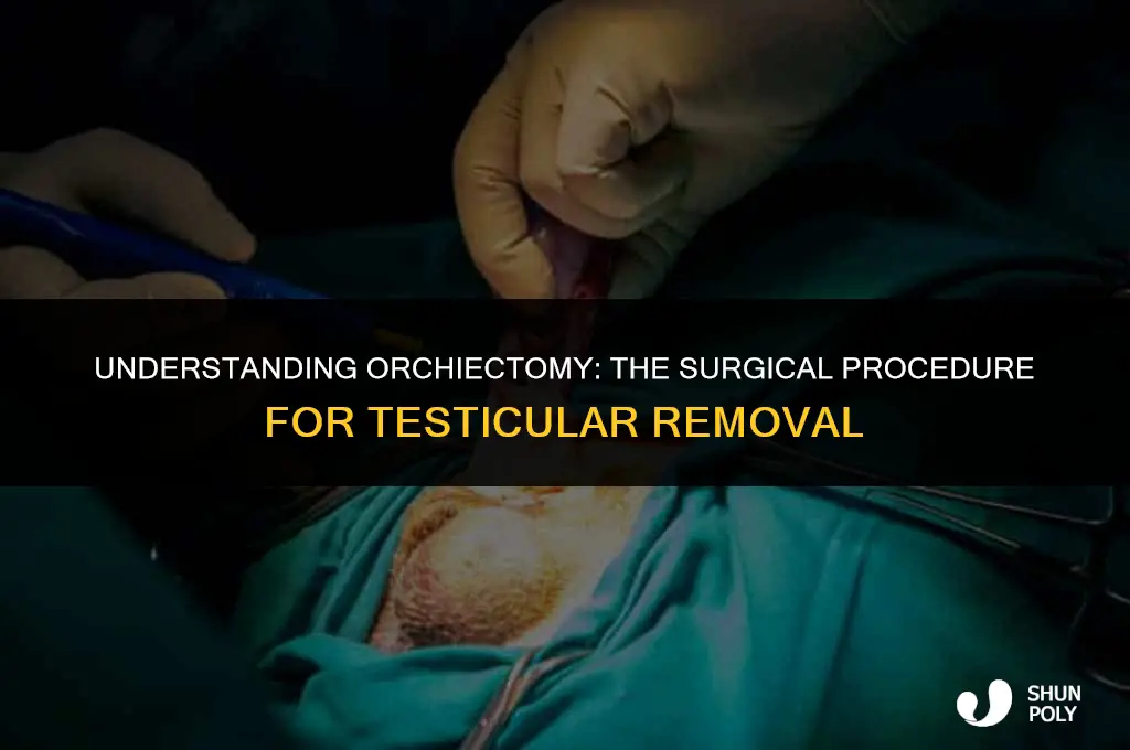 what is technical term for plastic operation on testicle