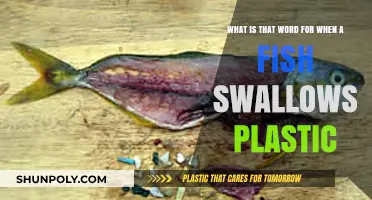 The Alarming Trend of Fish Ingesting Plastic: A Deep Dive