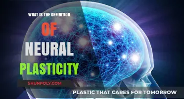 Understanding Neural Plasticity: Brain's Ability to Rewire