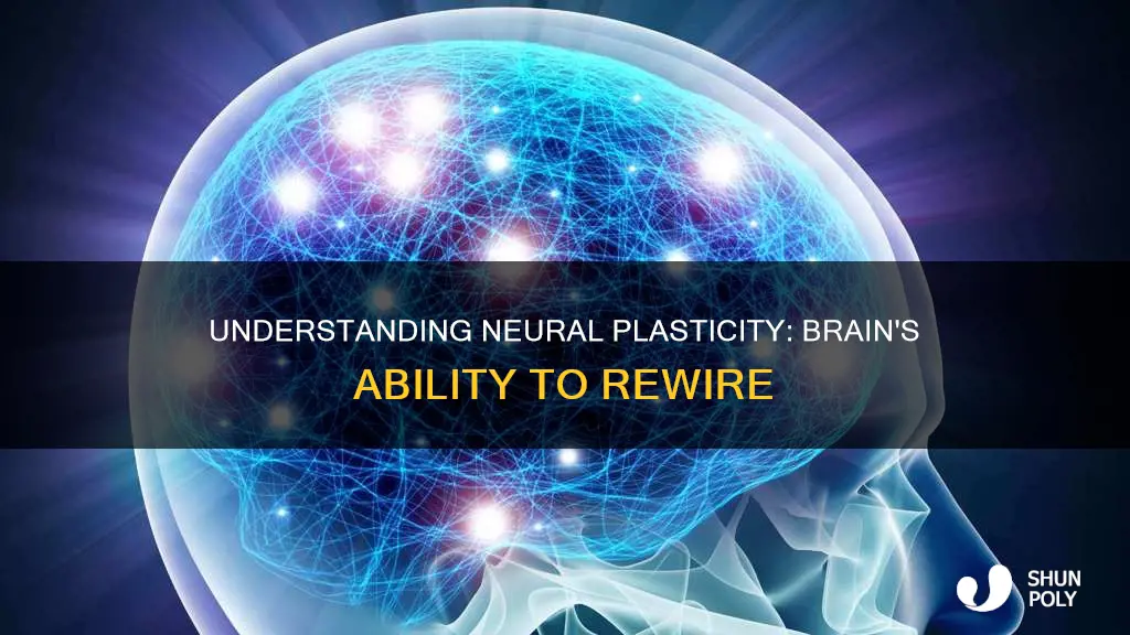 what is the definition of neural plasticity