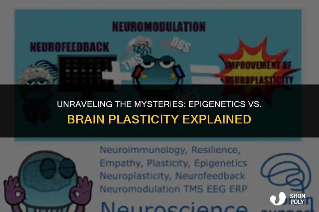 what is the difference between epigenetics and brain plasticity