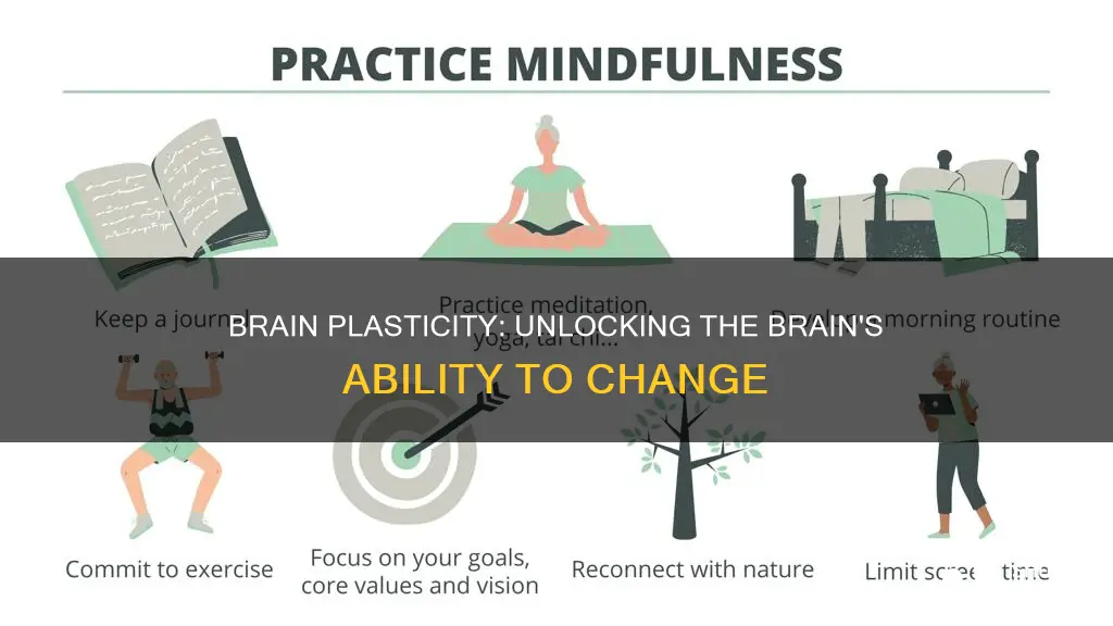 what is the meaning of brain plasticity