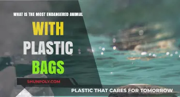 Plastic Bags Threaten Sea Turtles: The Most Endangered Species
