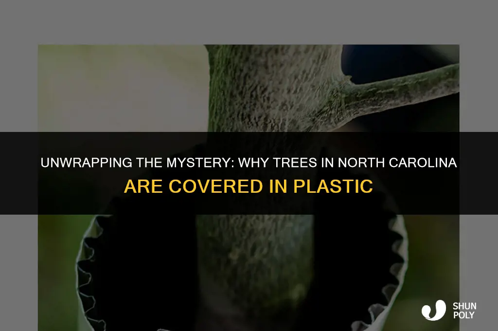what is the plastic wrapped around trees in north carolina