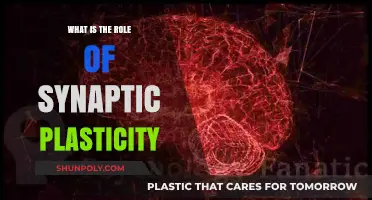 Understanding Synaptic Plasticity: Brain's Superpower