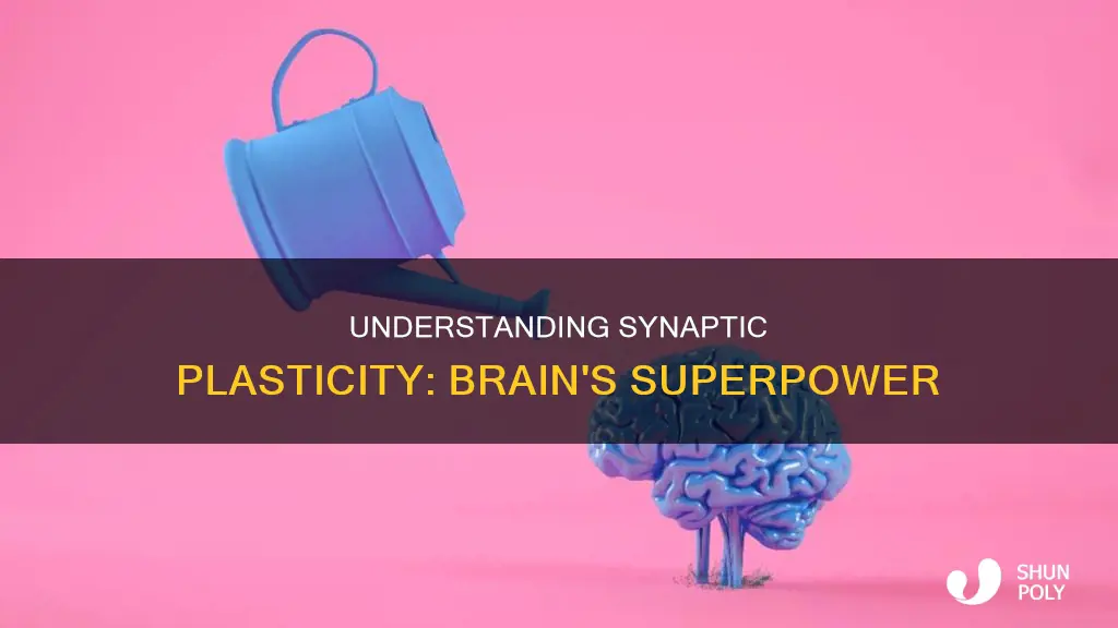 what is the role of synaptic plasticity