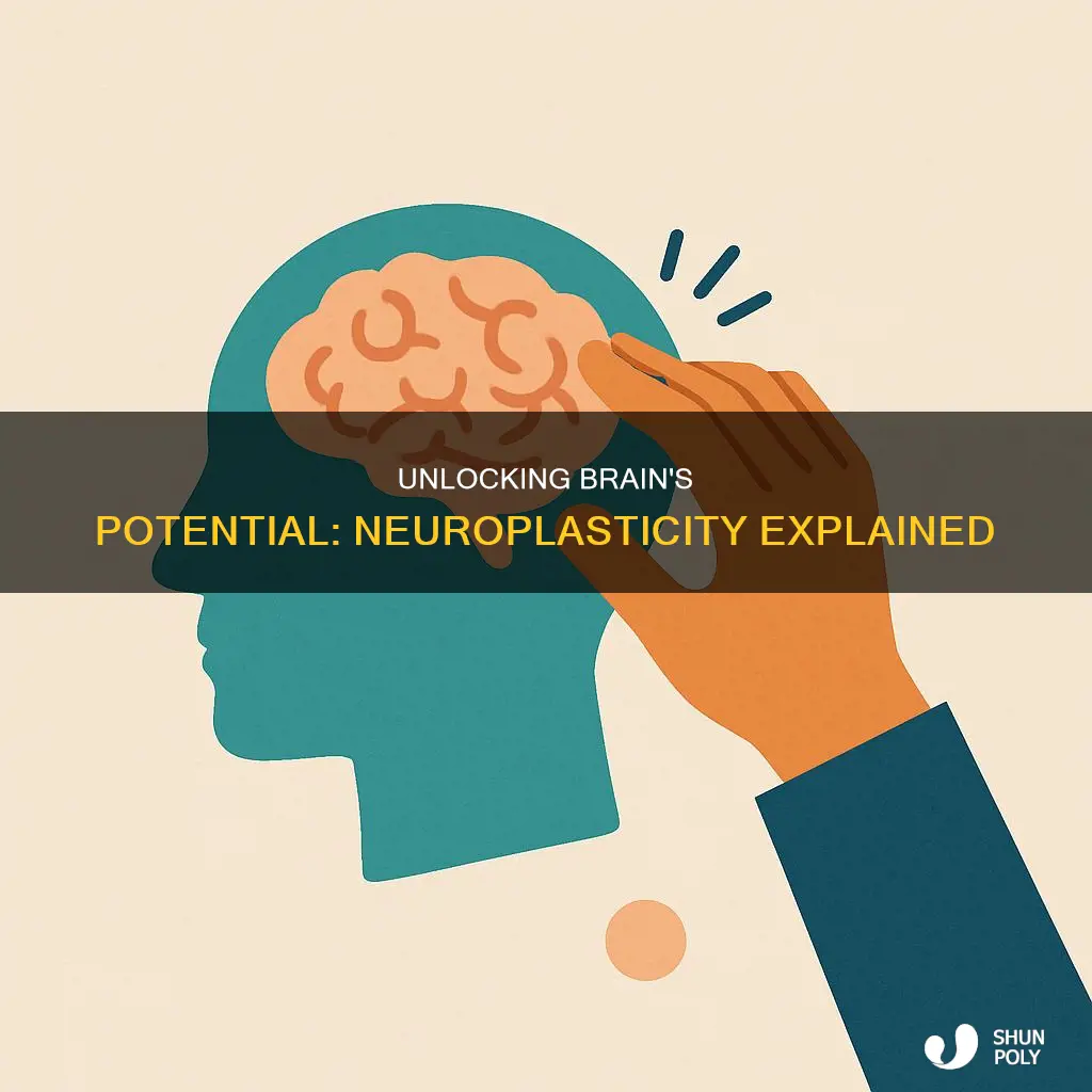 what is the significance of neurl plasticity