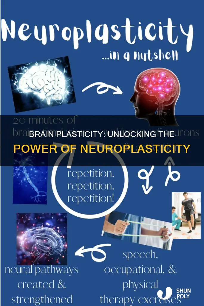 what is true regarding brain plasticity