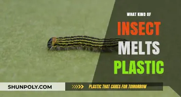 Plastic-Melting Insects: Nature's Unusual Superpower