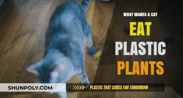 Why Cats Chew on Plastic Plants: Understanding Feline Behavior