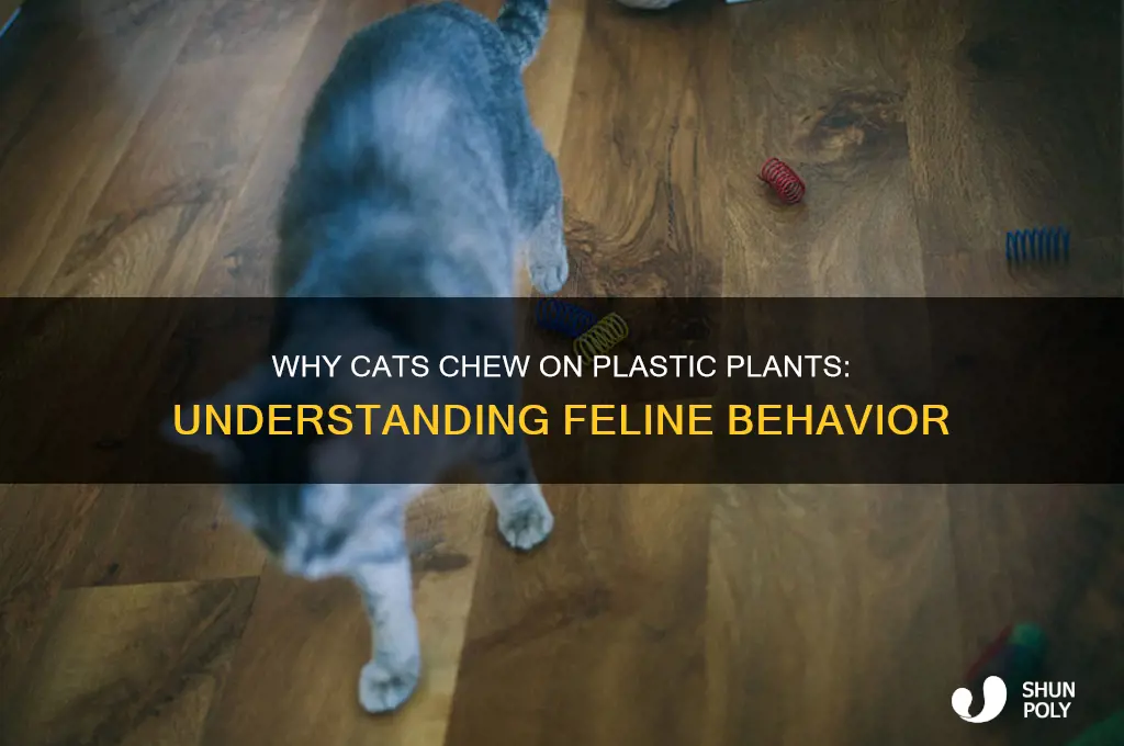 what makes a cat eat plastic plants