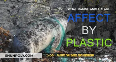 Plastic's Impact: Marine Life Endangered