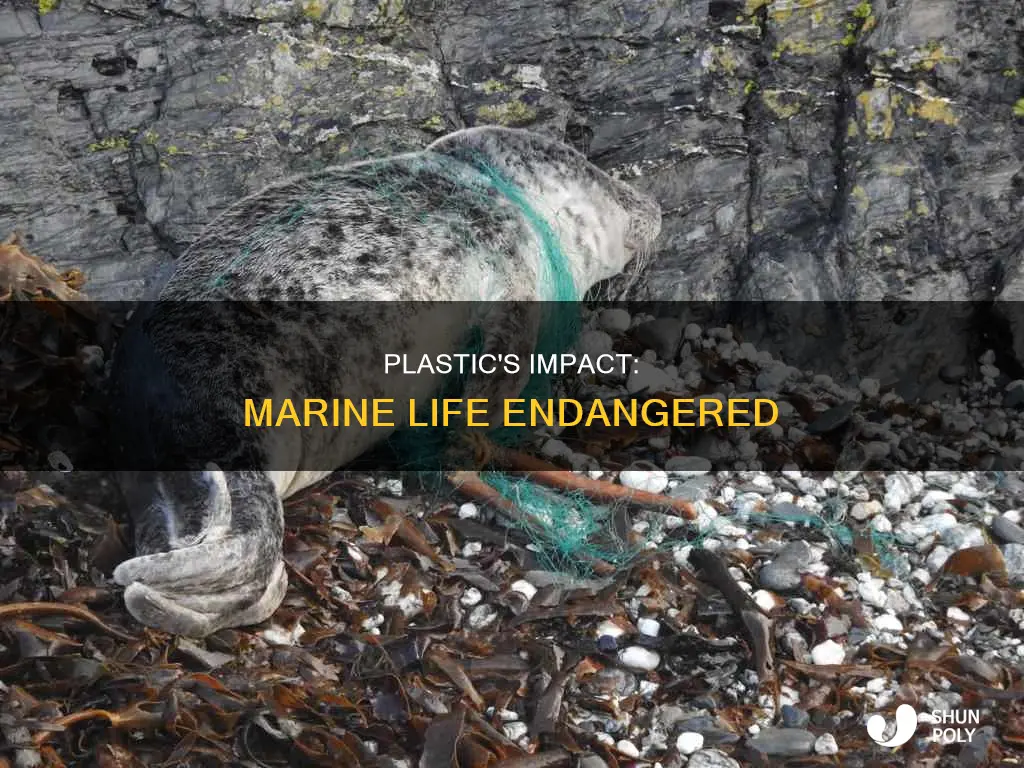 what marine animals are affected by plastic