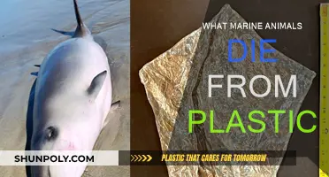 Marine Life: Plastic's Deadly Toll