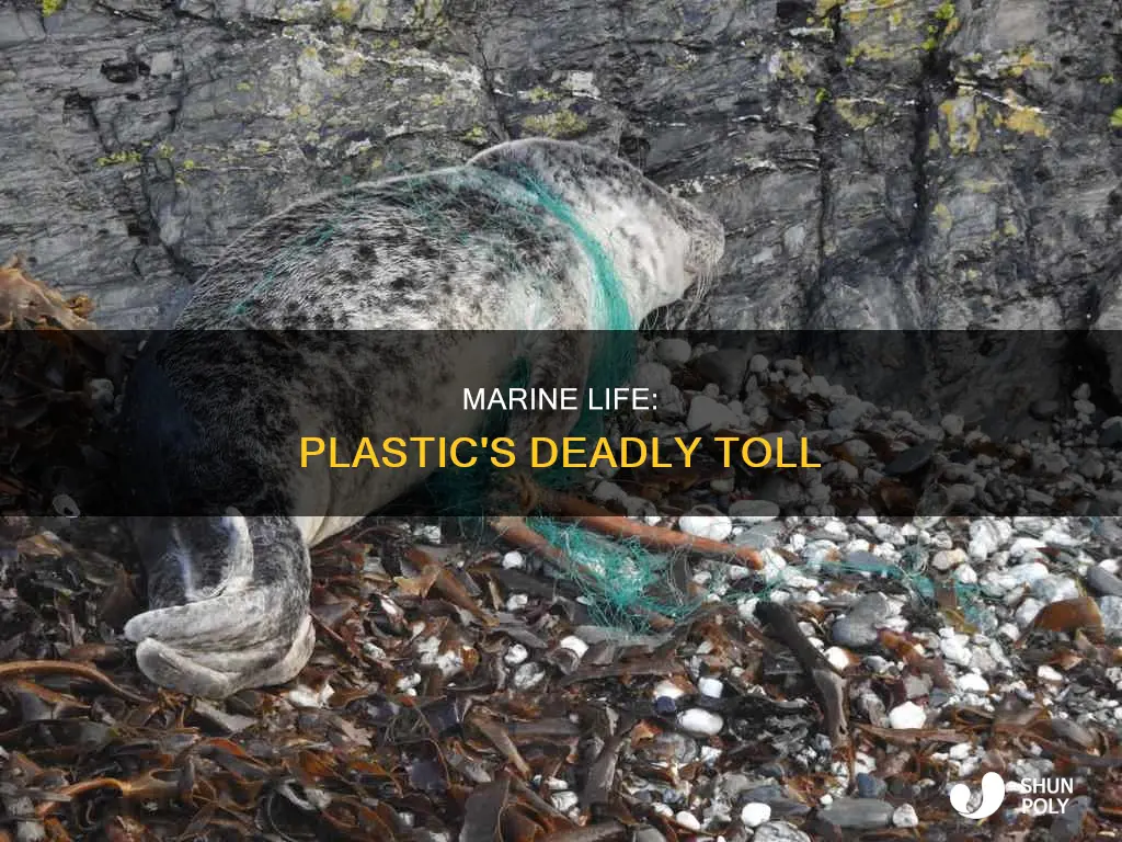 what marine animals die from plastic