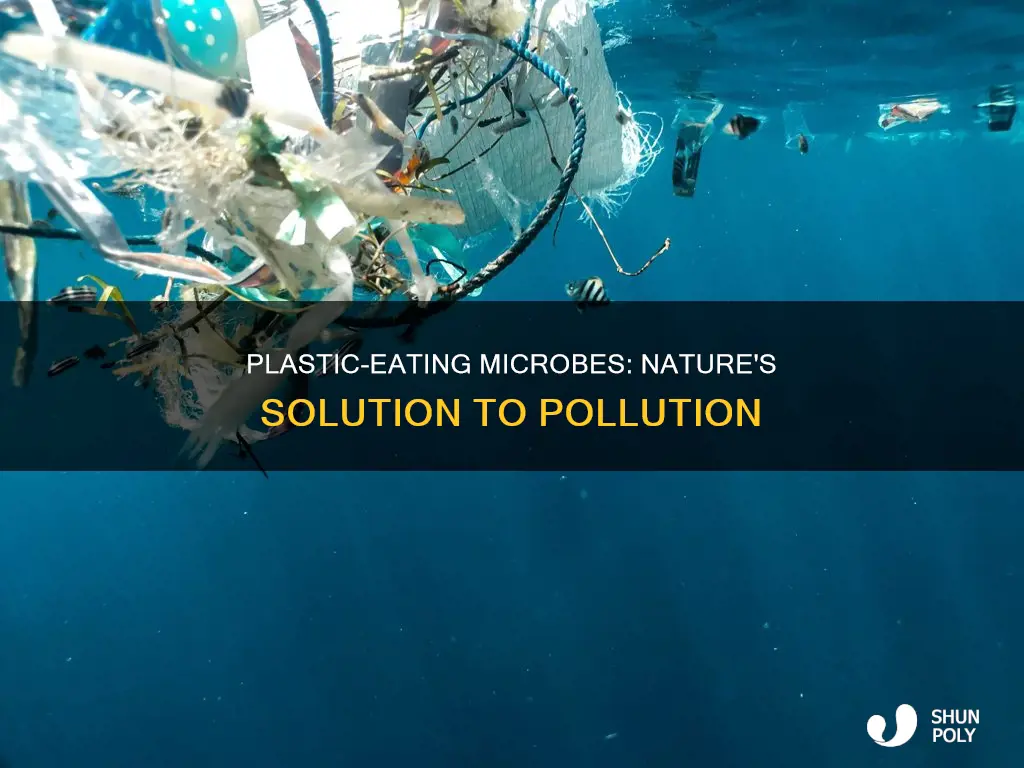 what microbe has evolved to biodegrade plastic