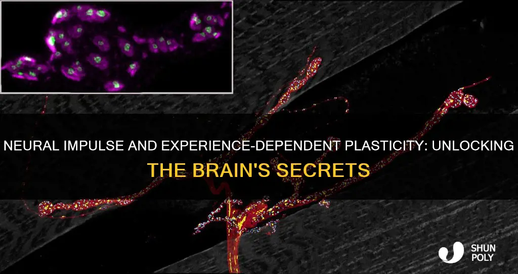 what neural impulse causes experience dependent plasticity