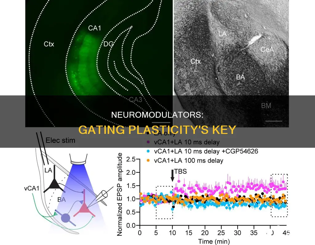 what neuromodulator that controls gating of plasticity