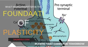Neurotransmitters: The Key to Unlocking Brain Plasticity