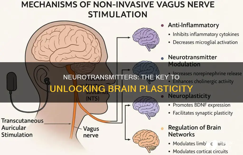 what neurotramitter is the foundaation of plasticity