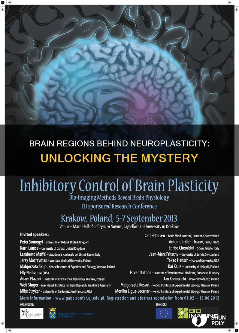 what part of the brain controls plasticity