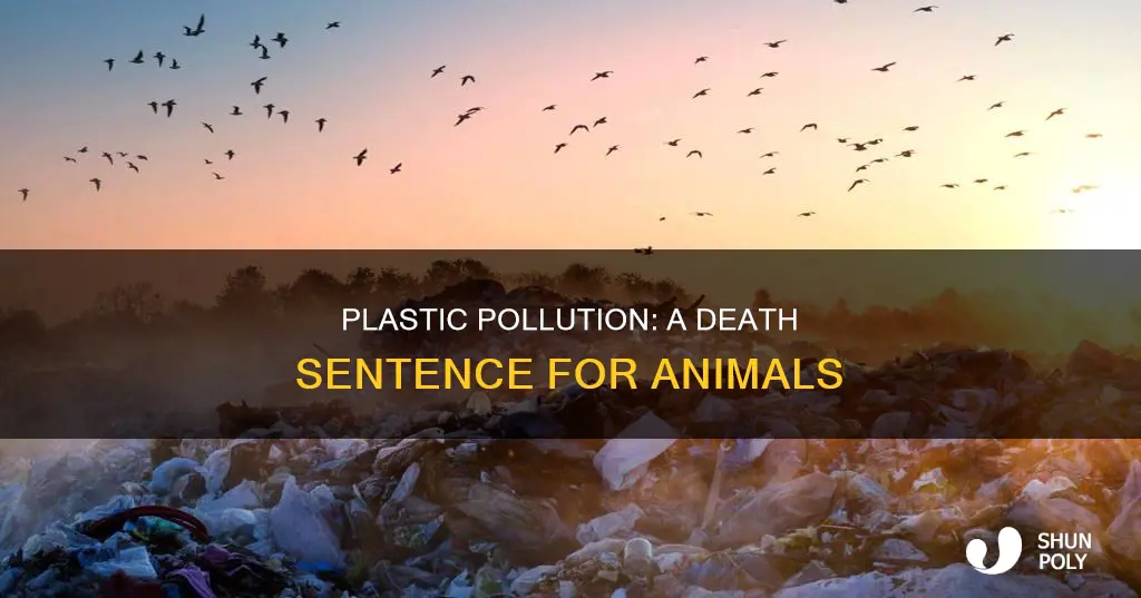what percent of animals die from plastic
