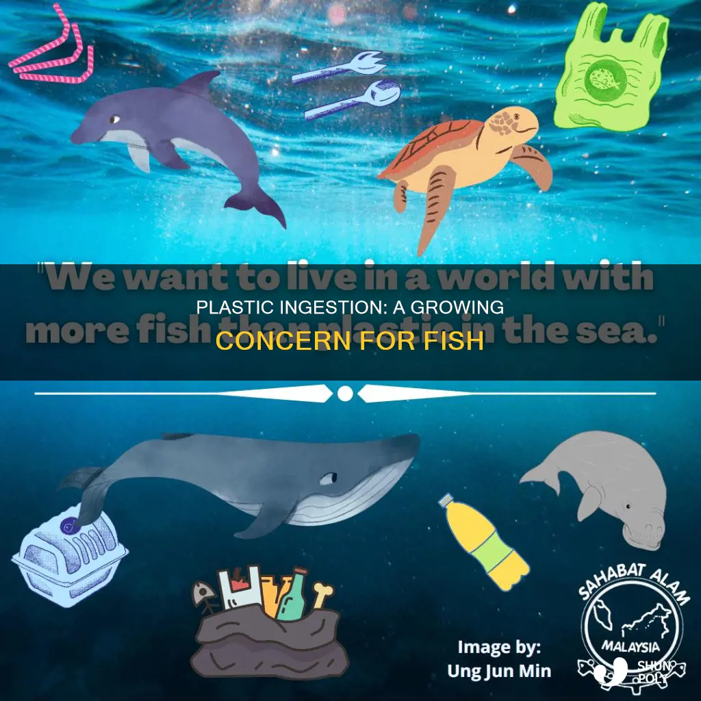 what percent of fish have plastic igestion