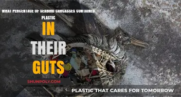 Plastic Pollution: Seabirds' Plight