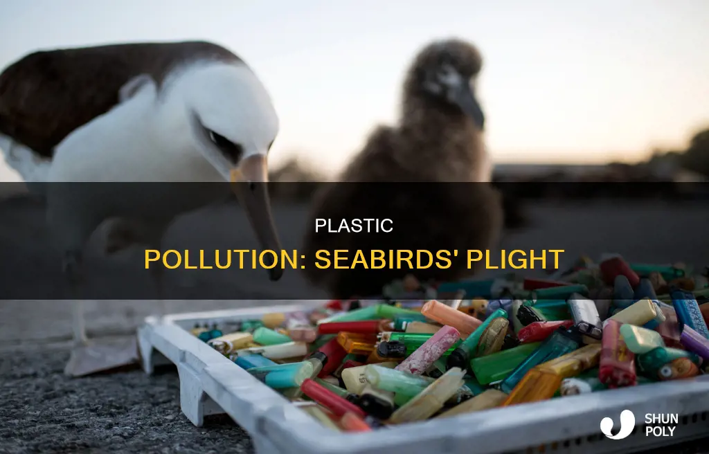 what percentage of seabird carcasses contained plastic in their guts