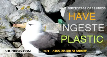 Plastic Pollution: Seabirds and Their Plight