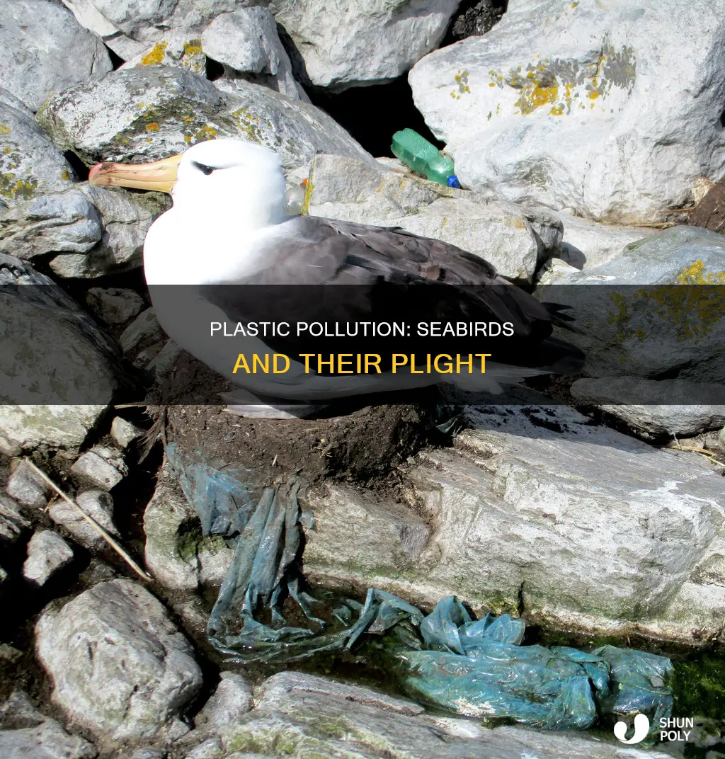 what percentage of seabirds have ingested plastic
